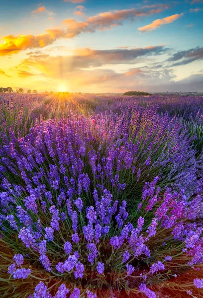 Beau Coucher Soleil Été Sur Champ Lavande — Photo