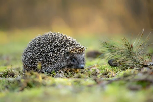 Schattig Egel Het Bos — Stockfoto