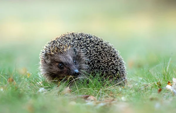 Hérisson Mignon Dans Herbe — Photo