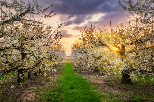 Bellissimo Tramonto Primaverile Nel Frutteto Dei Ciliegi — Foto Stock