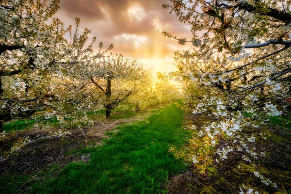 桜の果樹園で美しい春の夕日 — ストック写真