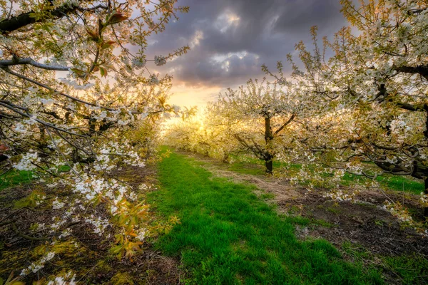 Piękny Wiosenny Zachód Słońca Sadzie Wiśni — Zdjęcie stockowe