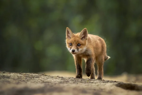 Cute Young Red Fox Forest Vulpes Vulpes — Stock Photo, Image