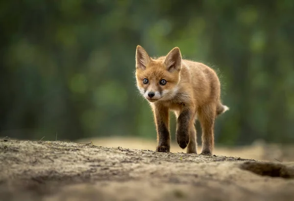 Foulard Da Coccolare Sigikid Volpe Foresta - Morbido, Lavabile, Per Neonati 0-36 Mesi - Foto 6
