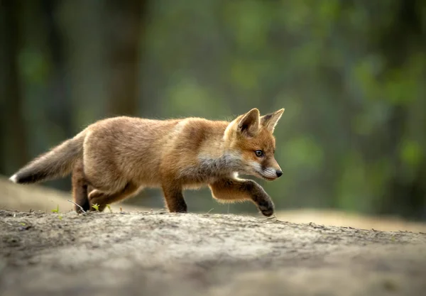 Söta Unga Röda Räv Skogen Vulpes Vulpes — Stockfoto