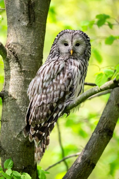 Habichtskauz Strix Uralensis Frühlingswald — Stockfoto