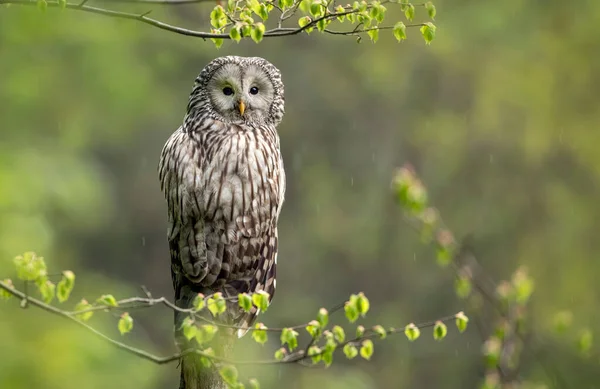 Habichtskauz Strix Uralensis Frühlingswald — Stockfoto