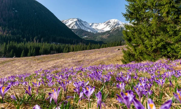 Beautiful Spring Landscape Mountains Crocus Flowers Tatry Mountains Chocholowska Valley Стокове Фото