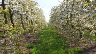 Kiraz bahçesinde güzel bir bahar günü - hava görüntüleri