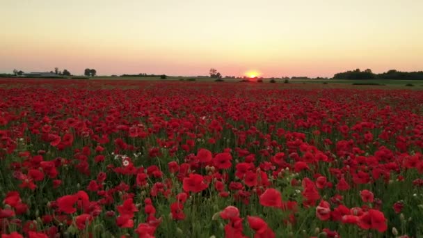 日出时美丽的罂粟地 空中录像 视频剪辑