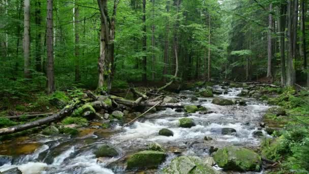 Liten Bäck Fjällskogen — Stockvideo