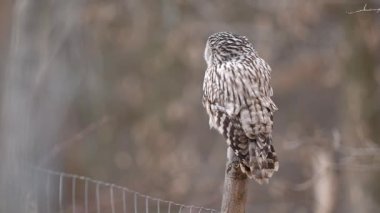 Küçük baykuşun ağaç dalında oturduğu yakın plan görüntüsü