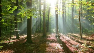 Sabahları ormanın güzel manzarası, İHA görüntüleri.