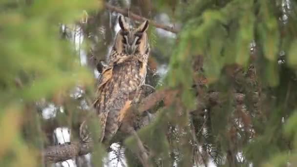 Tampilan Close Dari Burung Hantu Kecil Duduk Cabang Pohon — Stok Video