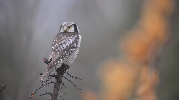 Küçük Baykuşun Ağaç Dalında Oturduğu Yakın Plan Görüntüsü — Stok video