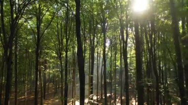 Sabahları ormanın güzel manzarası, İHA görüntüleri.