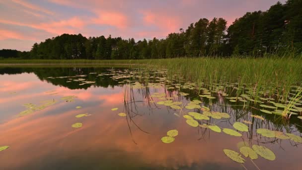 Vacker Sommar Soluppgång Över Sjön — Stockvideo