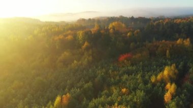 Ormanın üzerinde güzel bir sonbahar sabahının hava aracı görüntüsü
