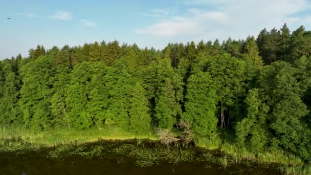 Paisagem Aérea Drone Com Lago Árvores Verdes — Vídeo de Stock