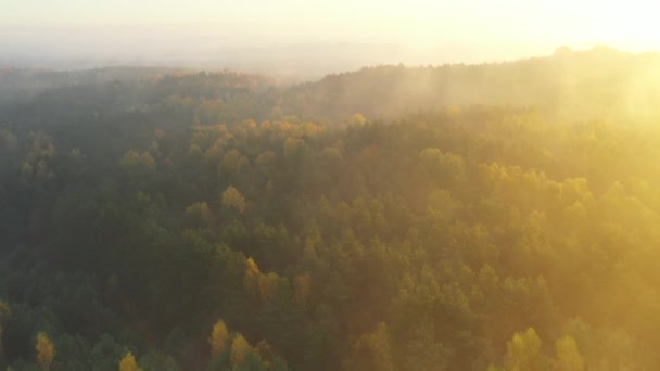 Luchtfoto Drone Uitzicht Prachtige Herfstochtend Het Bos — Stockvideo