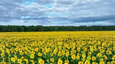 Ayçiçeği tarlasında güzel bir yaz günü