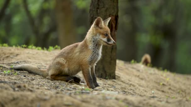 Cute Young Red Fox Forest — Stock Video