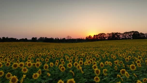 向日葵域上美丽的夕阳 — 图库视频影像