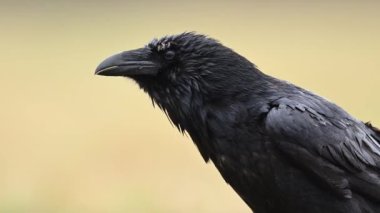 Kuzgun (Corvus corax) kuşunun çimlerin üzerinde durduğu yakın plan görüntüsü