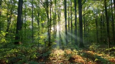 Sabahları ormanın güzel manzarası, İHA görüntüleri.