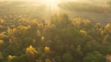 Ormanın üzerinde güzel bir sonbahar sabahının hava aracı görüntüsü