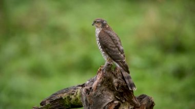 Ormandaki tahta sandıkta oturan Atmaca 'nın (Accipiter nisus) yakın plan görüntüsü