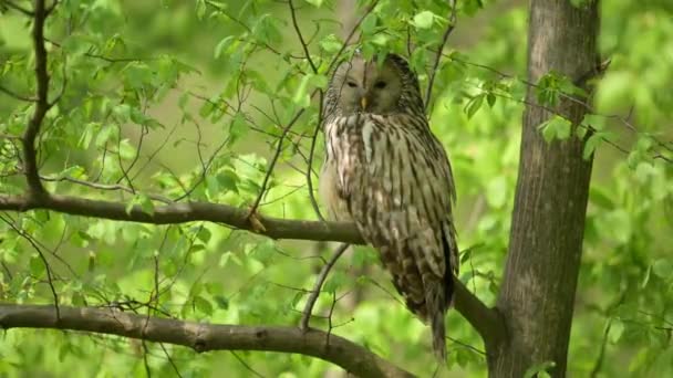 Vue Rapprochée Hibou Oural Assis Sur Branche Arbre — Video