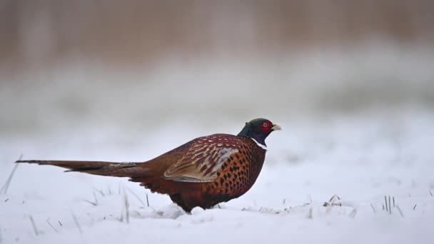 Close Van Ringneck Pheasant Vogel Winter — Stockvideo