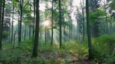 Sabahları ormanın güzel manzarası, İHA görüntüleri.