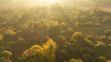 Ormanın üzerinde güzel bir sonbahar sabahının hava aracı görüntüsü