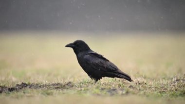 Kuzgun (Corvus corax) kuşunun çimlerin üzerinde durduğu yakın plan görüntüsü