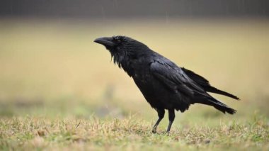 Kuzgun (Corvus corax) kuşunun çimlerin üzerinde durduğu yakın plan görüntüsü