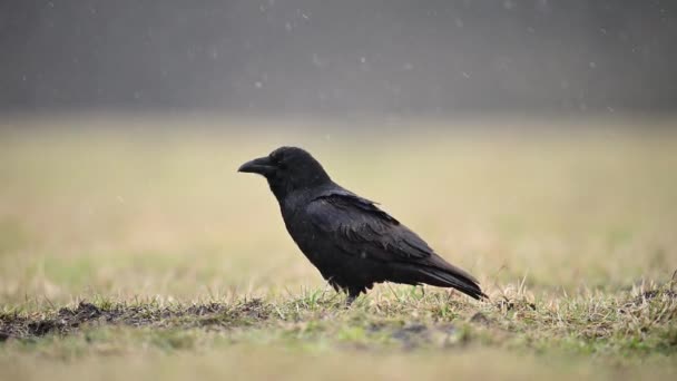 Kuzgun Corvus Corax Kuşunun Çimlerin Üzerinde Durduğu Yakın Plan Görüntüsü — Stok video