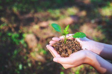 Doğa arka planında büyümek için küçük bir ağacı tutan ellerin yakın plan görüntüsü.