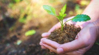 Doğa arka planında büyümek için küçük bir ağacı tutan ellerin yakın plan görüntüsü.
