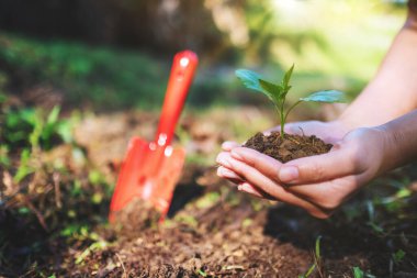 Bahçede büyümesi için toprağı olan küçük bir ağacı tutan ve hazırlayan ellerin yakın plan görüntüsü