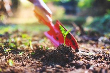 Bahçeye küçük bir ağaç dikmek için kürek kullanan bir kadının yakın plan resmi.