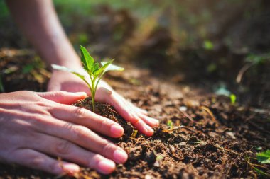 Bahçesinde toprak olan küçük bir ağaç yetiştirmeye hazırlanan insanların yakın plan görüntüleri.
