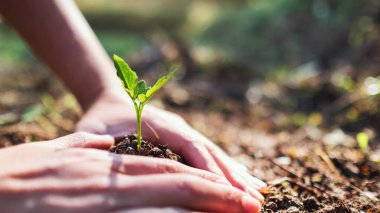 Bahçesinde toprak olan küçük bir ağaç yetiştirmeye hazırlanan insanların yakın plan görüntüleri.