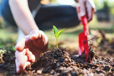 Bahçeye küçük bir ağaç dikmek için kürek kullanan bir kadının yakın plan resmi.