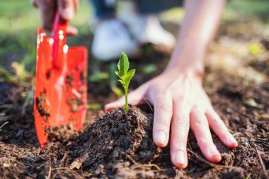 Bahçeye küçük bir ağaç dikmek için kürek kullanan bir kadının yakın plan resmi.