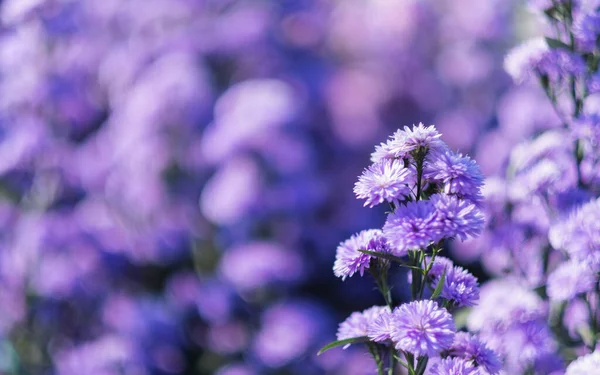 Одяг Прекрасного Пурпурового Поля Квітів Маргарет — стокове фото