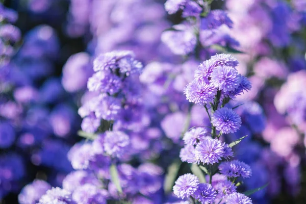 Одяг Прекрасного Пурпурового Поля Квітів Маргарет — стокове фото