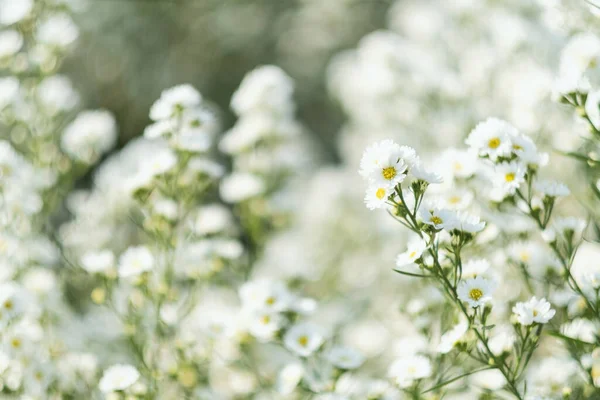 Крупним Планом Зображення Красивого Квіткового Поля Каттер — стокове фото