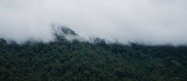 Sisli bir günde yeşillik yağmur ormanlarının ve tepelerin manzarası